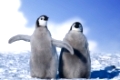 Junge Kaiserpinguine Antarktis, young emperor penguin chicks